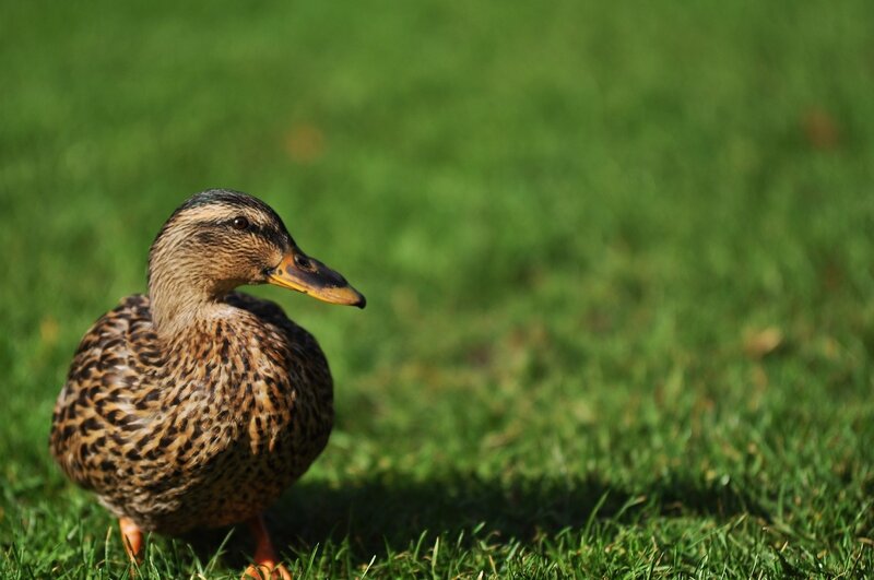 duck on green grass