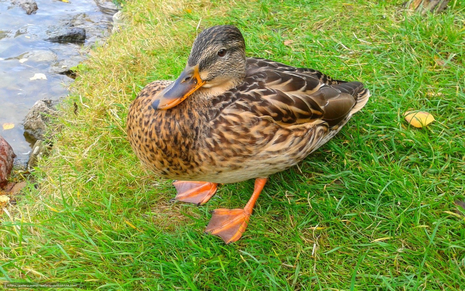 duck on green grass
