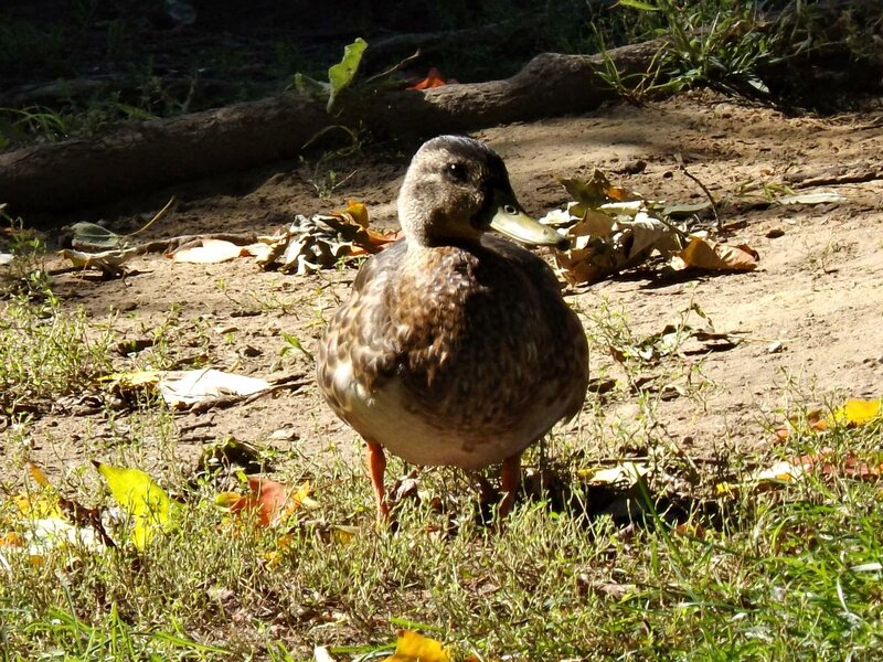 Duck on Ground