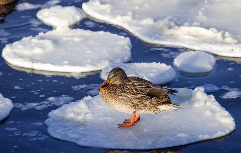 Duck on Ice Floe