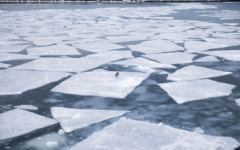duck on ice floes