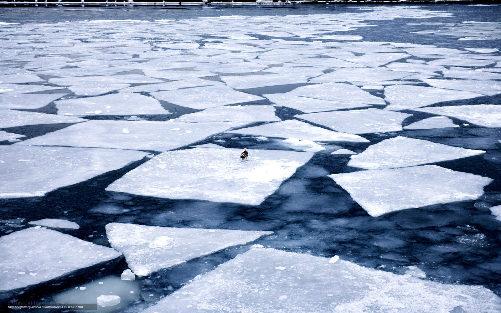 duck on ice floes