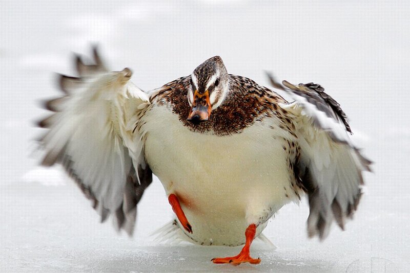 Duck on Ice