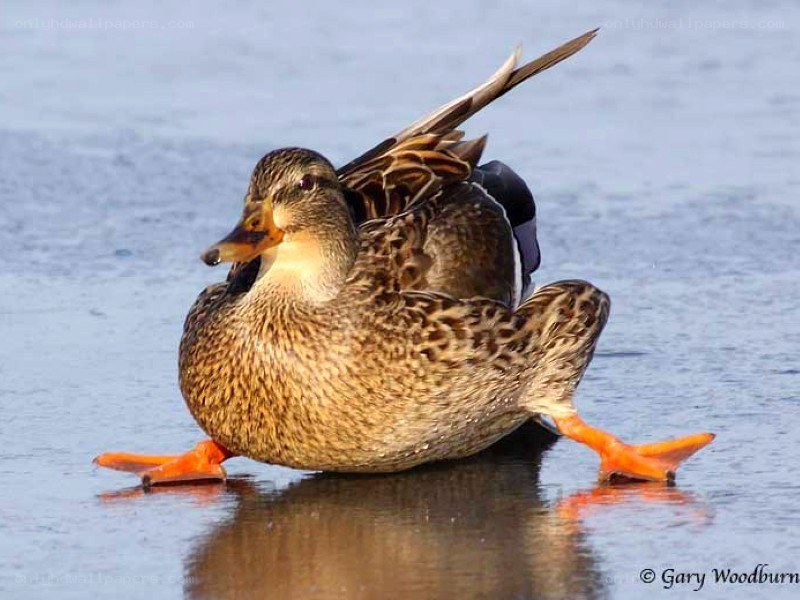 duck on ice with spread wings