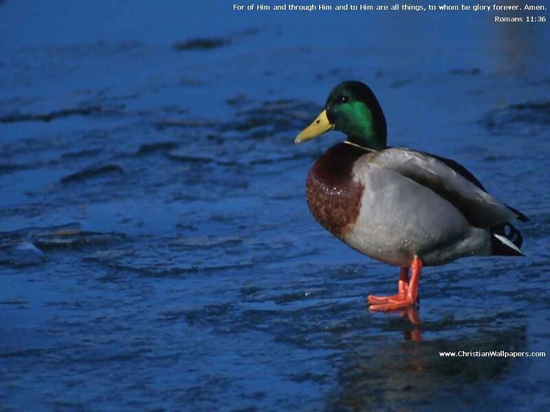duck on icy water