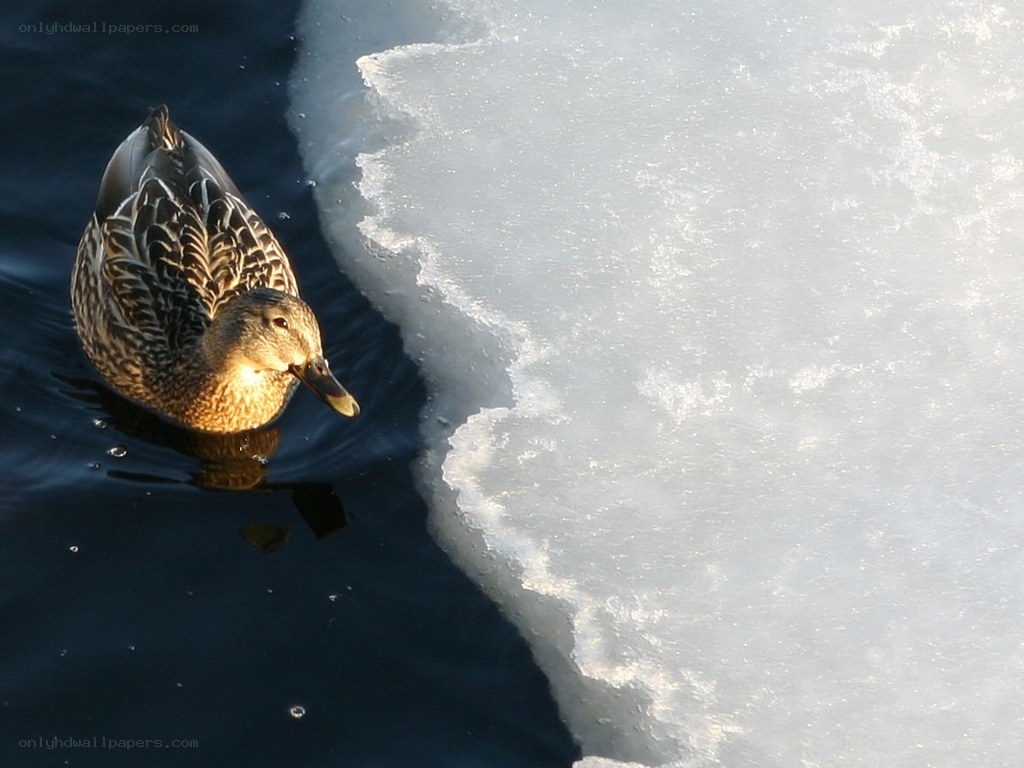 duck on icy water