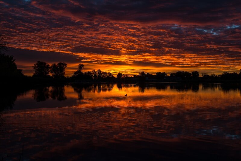 Duck on Lake at Sunset — Orange
