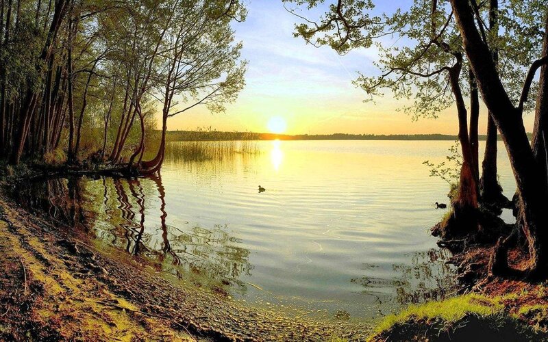 Duck on Lake at Sunset — Yellow, Serene