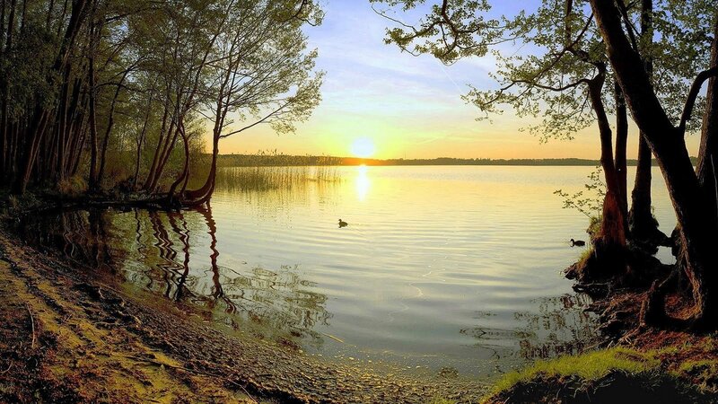Duck on Lake at Sunset — Yellow