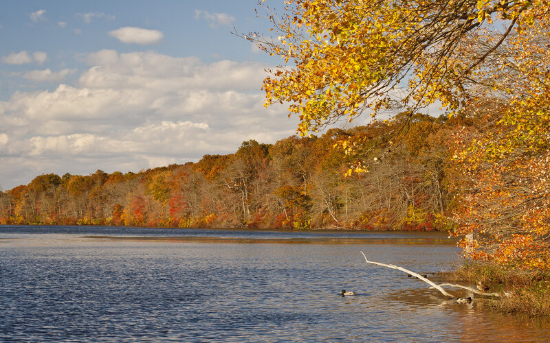 Duck on Lake
