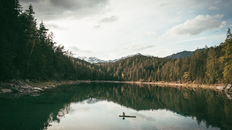 Duck on Log in Lake