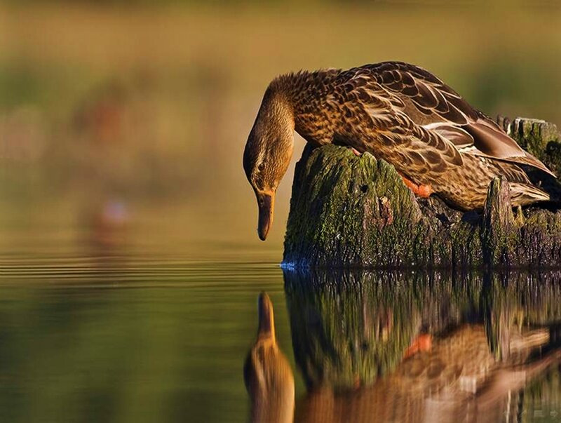 Duck on Mossy Log