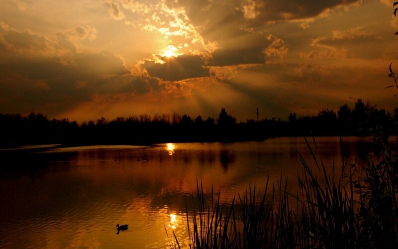 Duck on Pond at Sunset