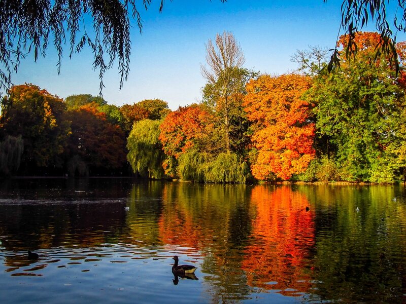 Duck on Pond — Blue, Serene
