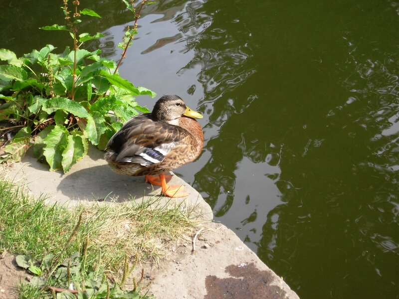 Duck on Pond Edge
