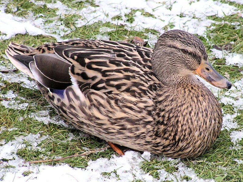 duck on snowy grass