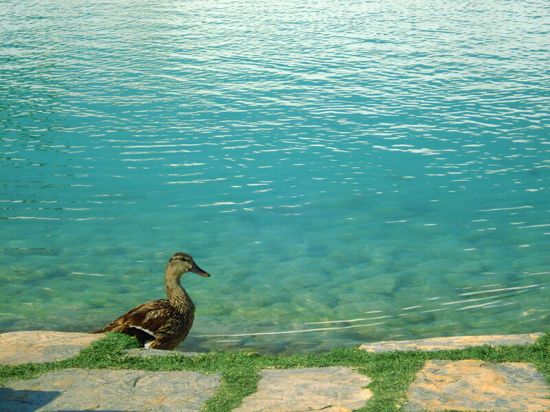 Duck on Stone Edge