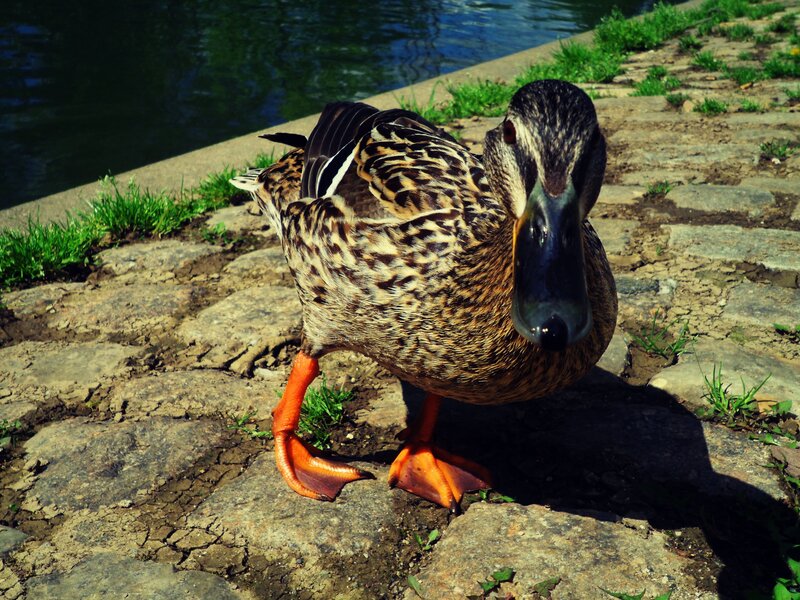 Duck on Stone Path — Brown