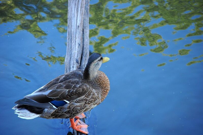 Duck perched on a post