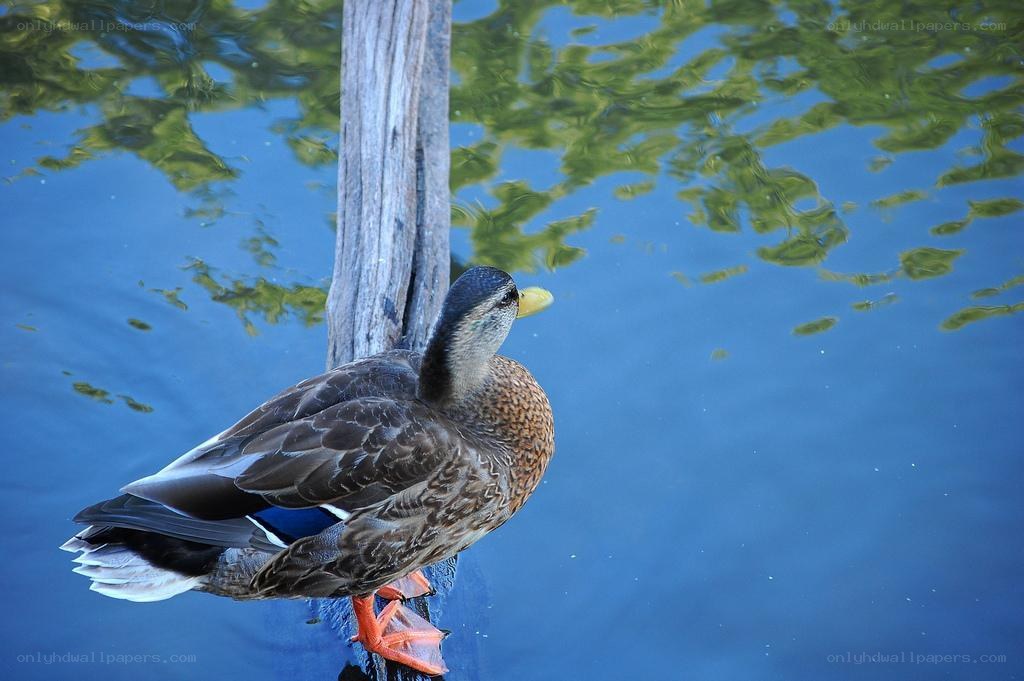 Duck perched on a post