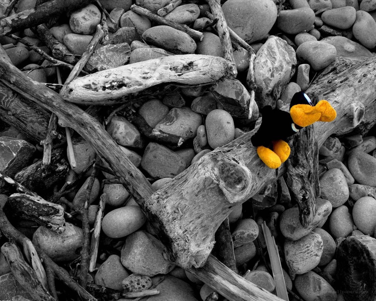 Duck plush on driftwood