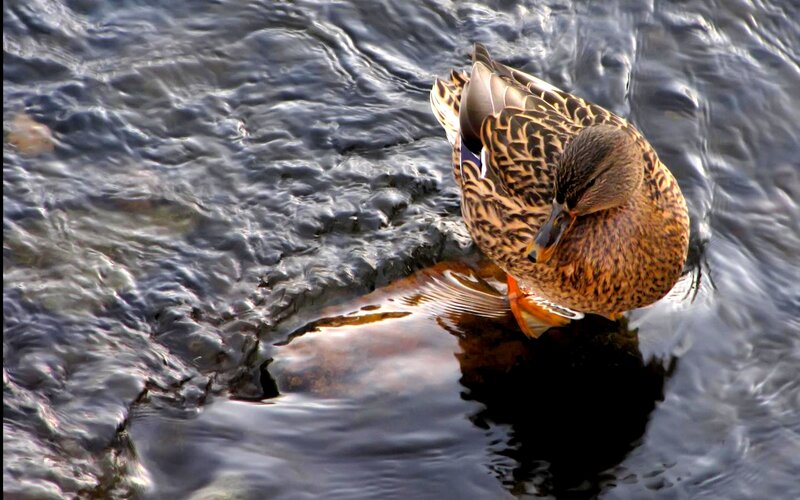 Duck Preening Feathers
