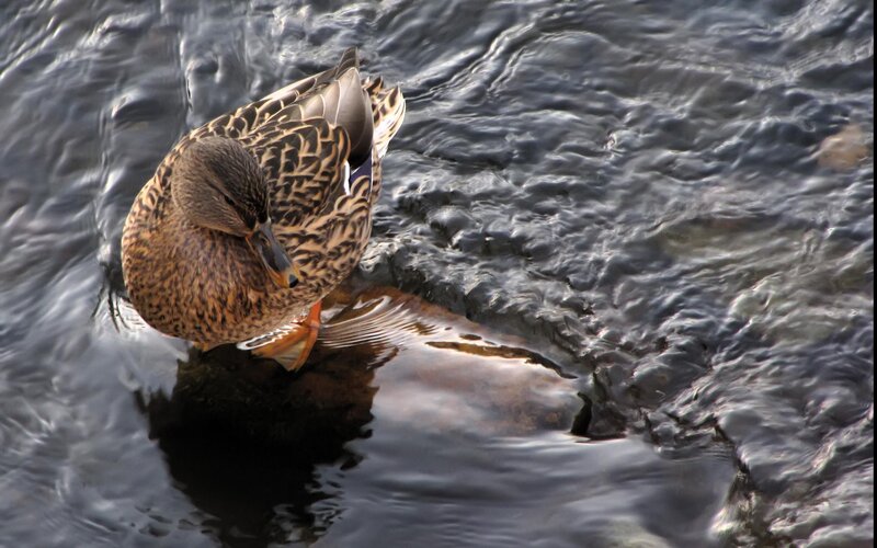 Duck preening in flowing water