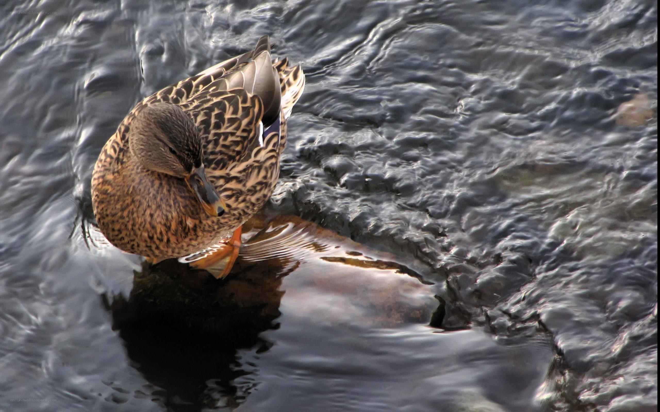 Duck preening in flowing water