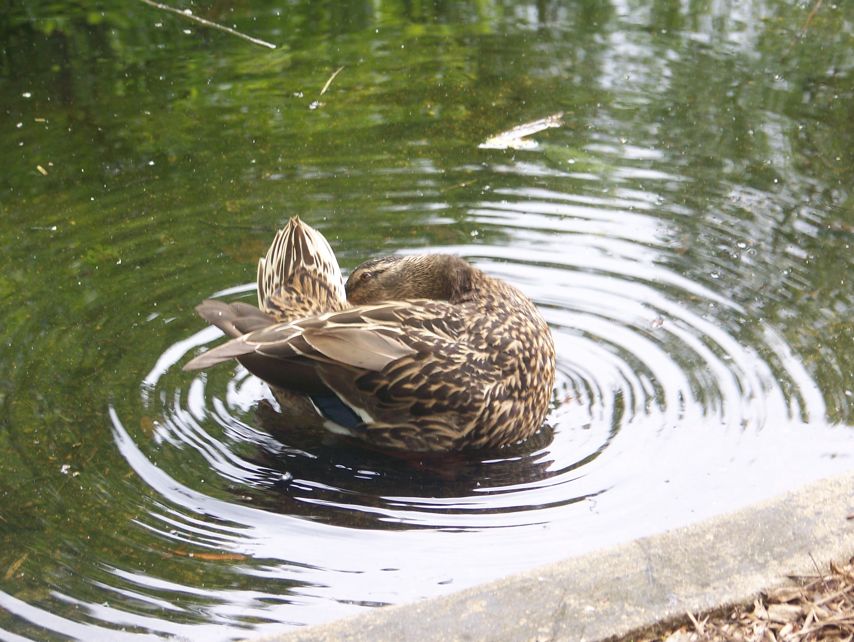 duck preening in pond