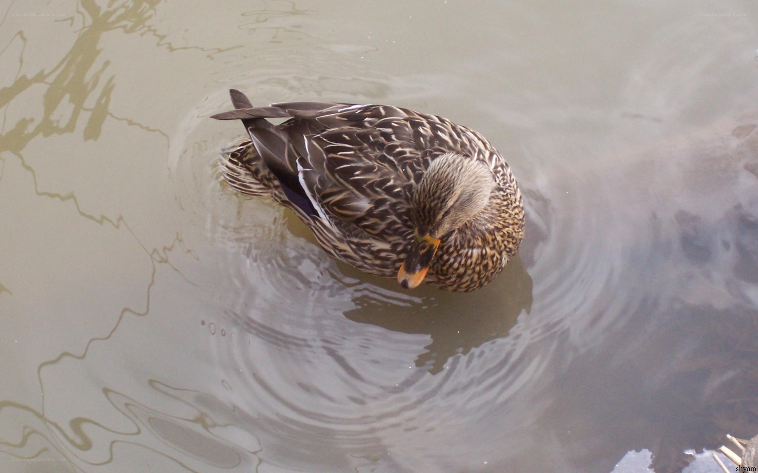 duck preening in water