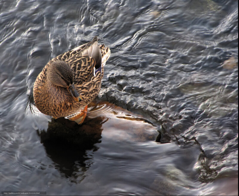 Duck Preening in Water — Brown, Calm