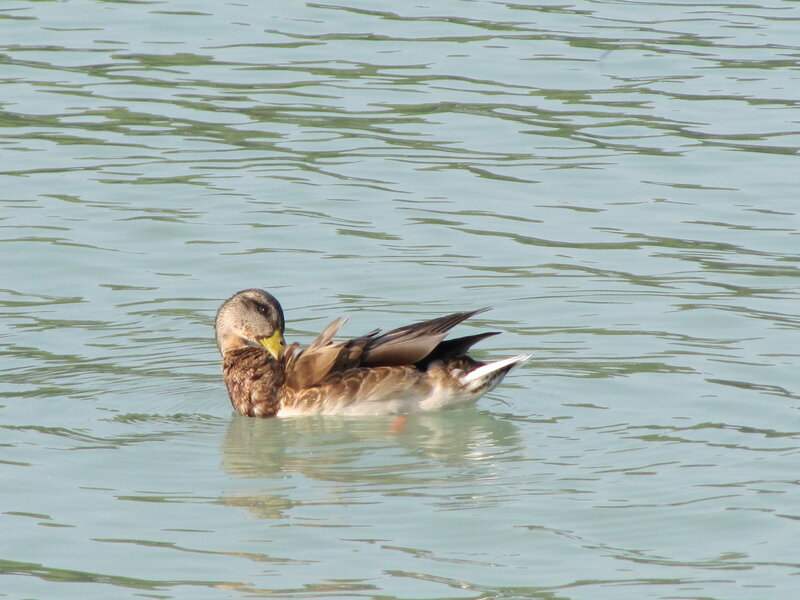 Duck Preening in Water — Brown
