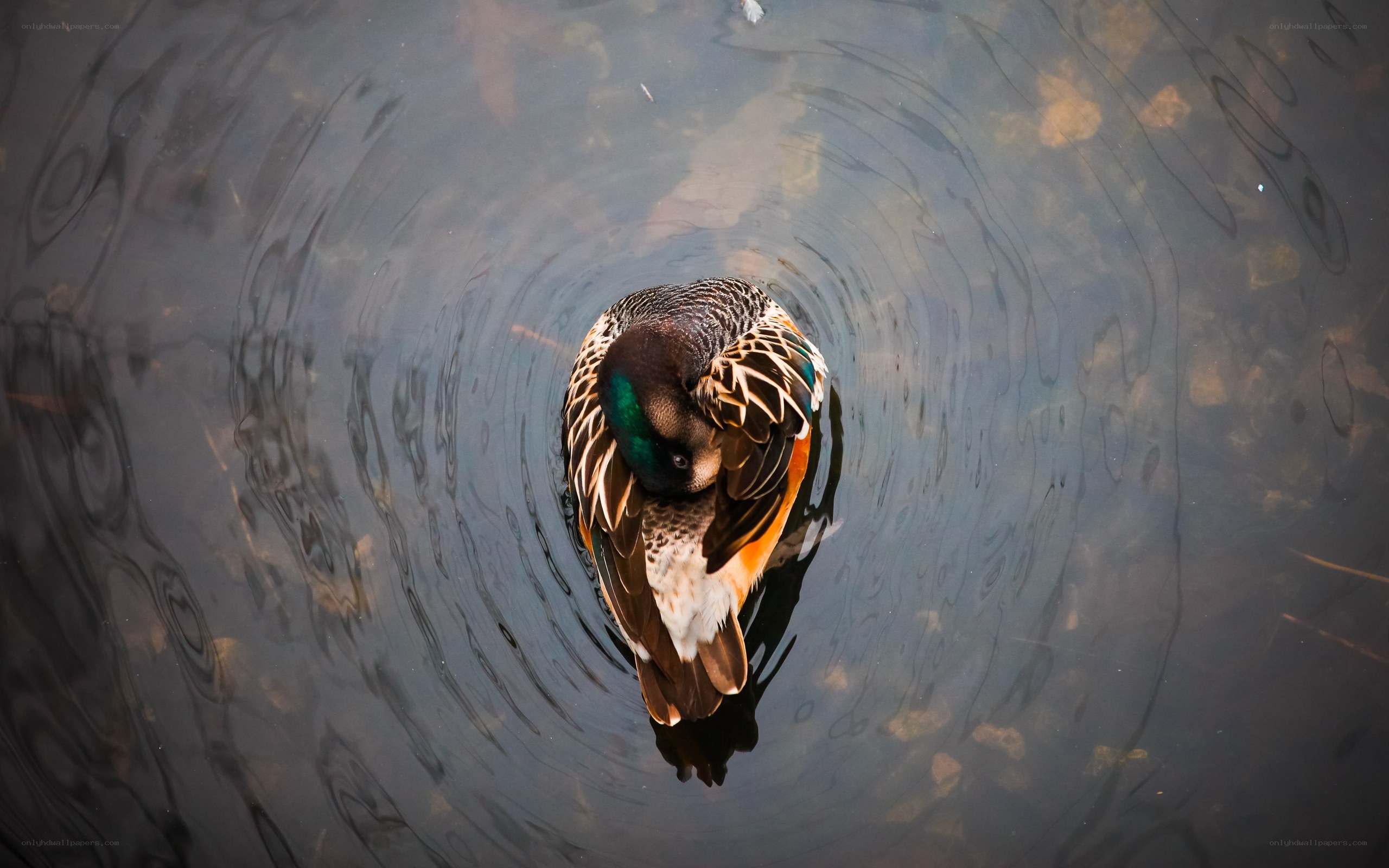 duck preening in water