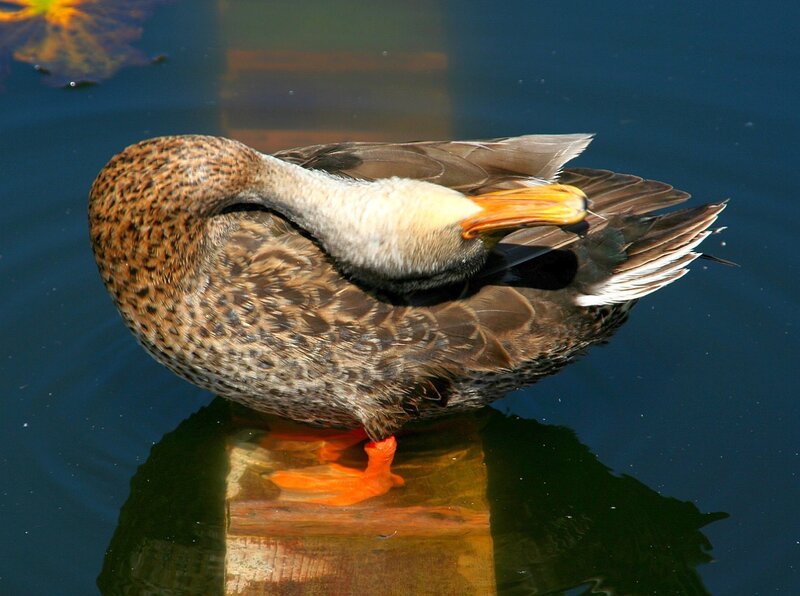 Duck preening on a post