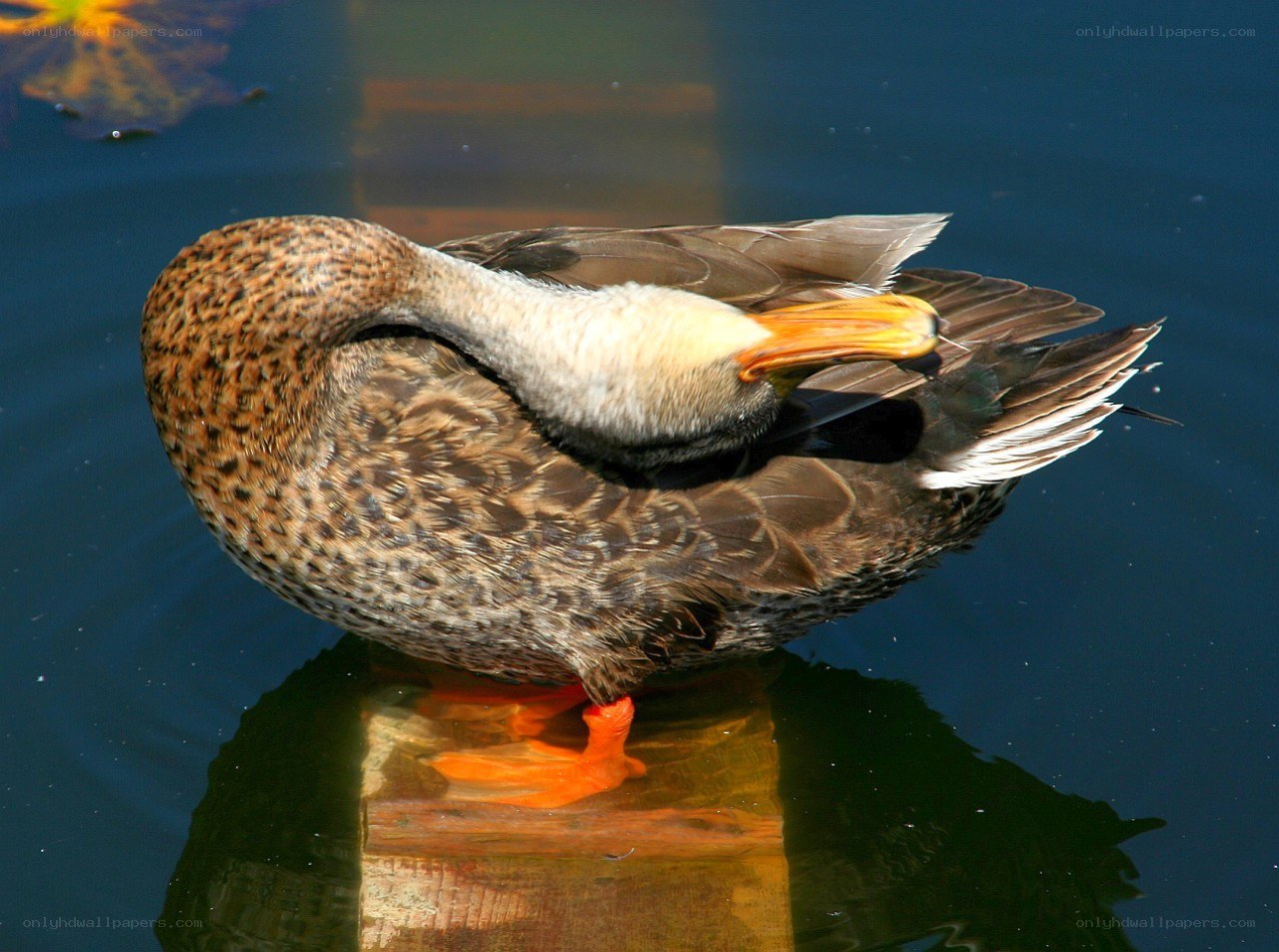 Duck preening on a post