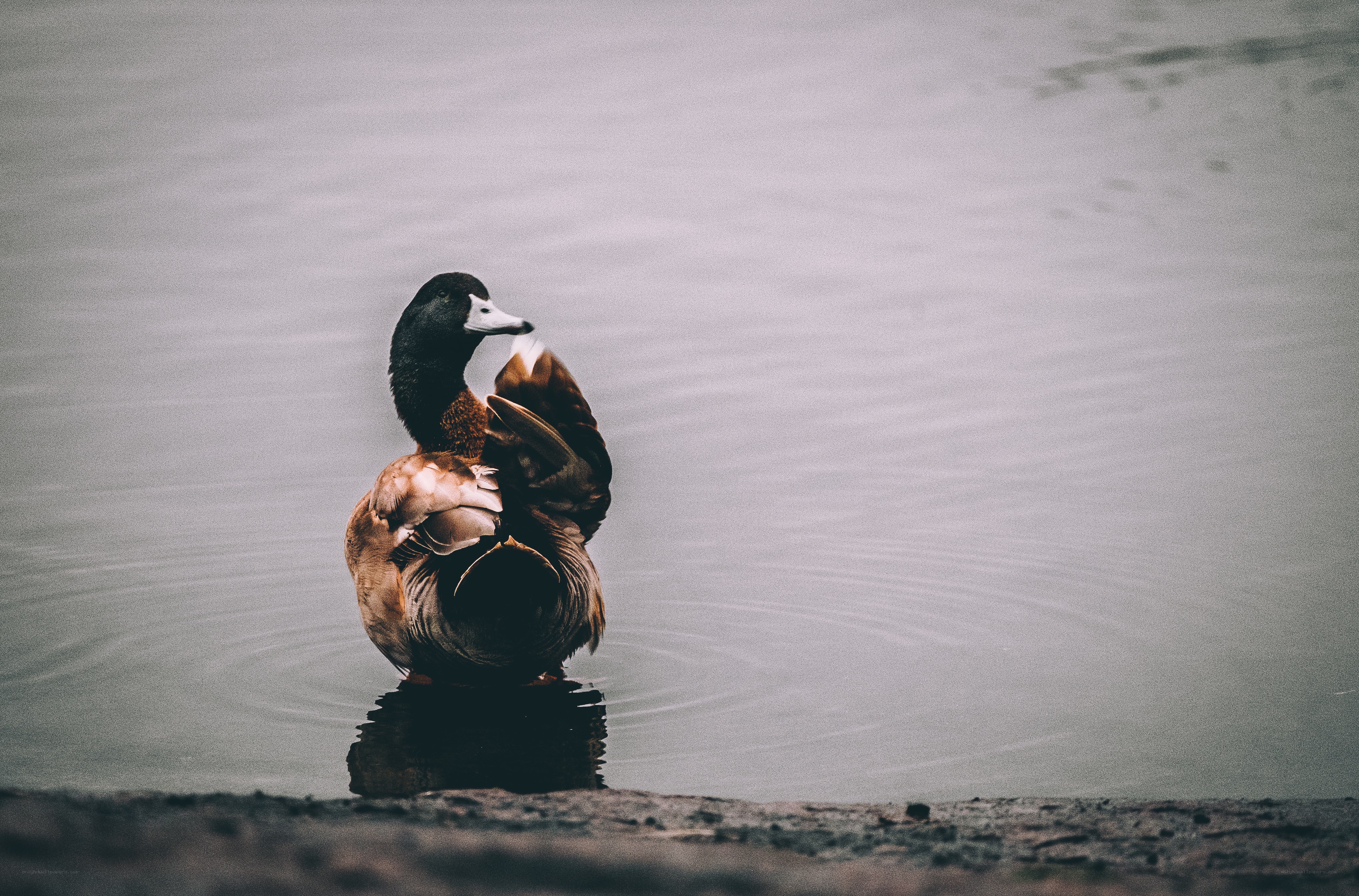 duck preening on water