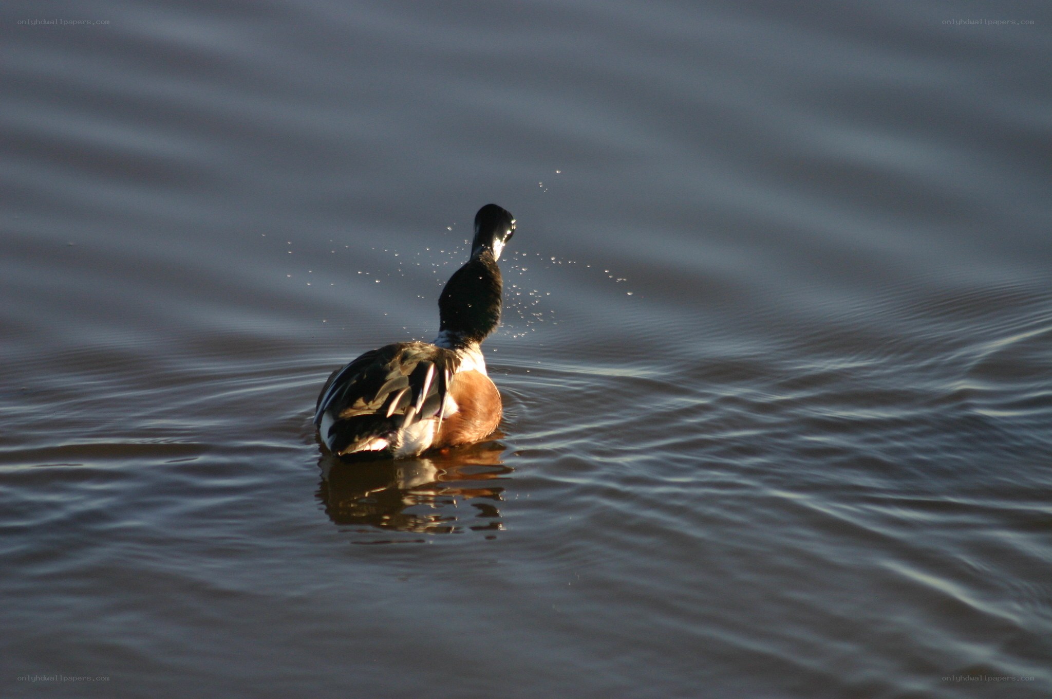 duck preening on water