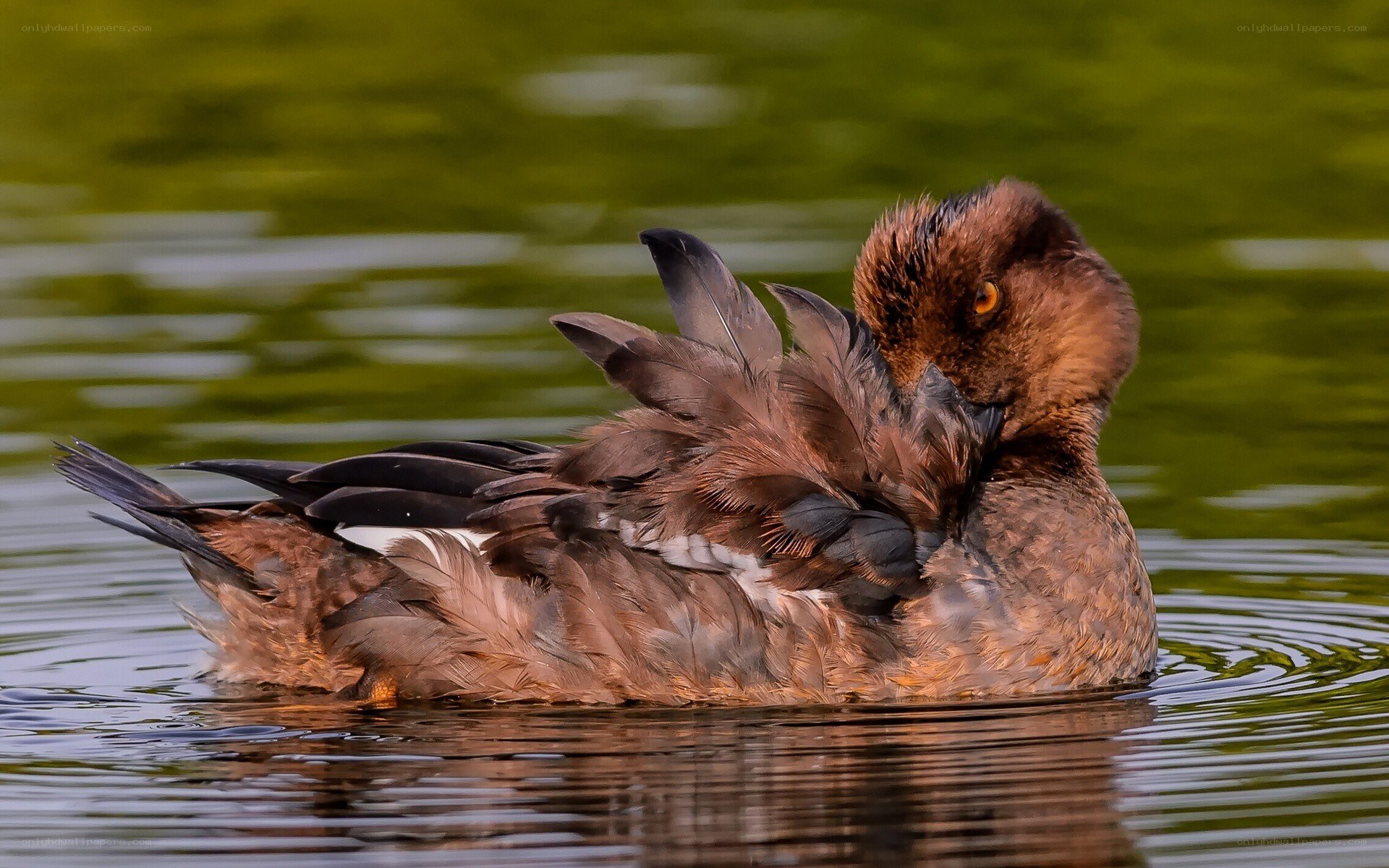 duck preening on water