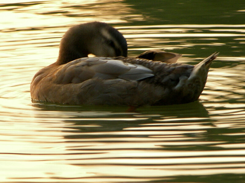 Duck Preening on Water — Gold