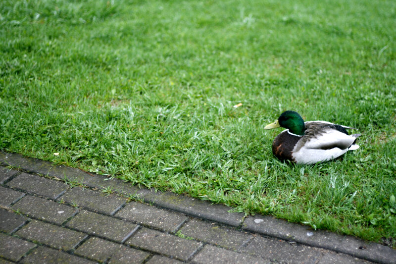 duck resting on grass
