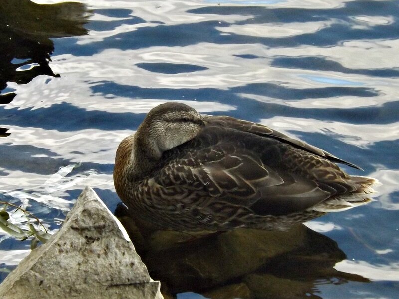 Duck Resting on Water — Brown