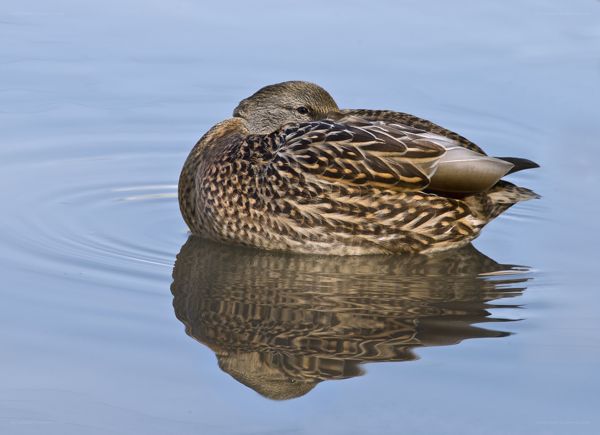 Duck resting on water
