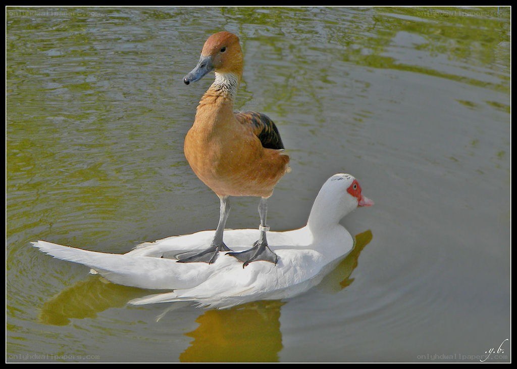 Duck riding on another duck