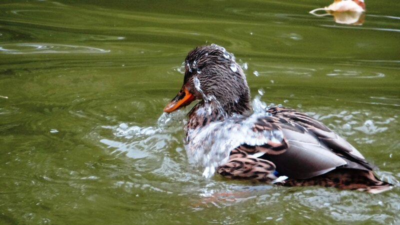 Duck Shaking Water — Green