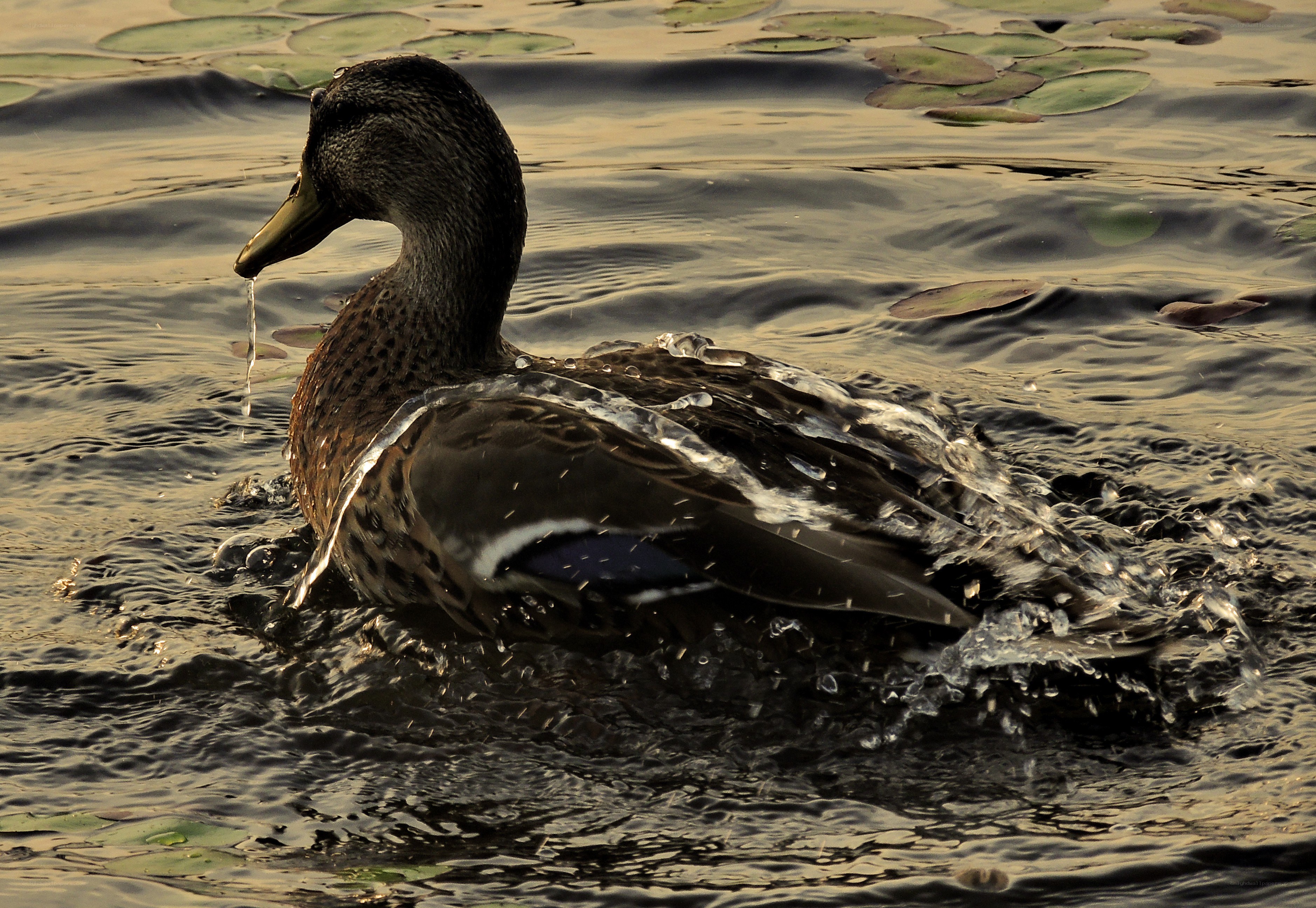 duck shaking water