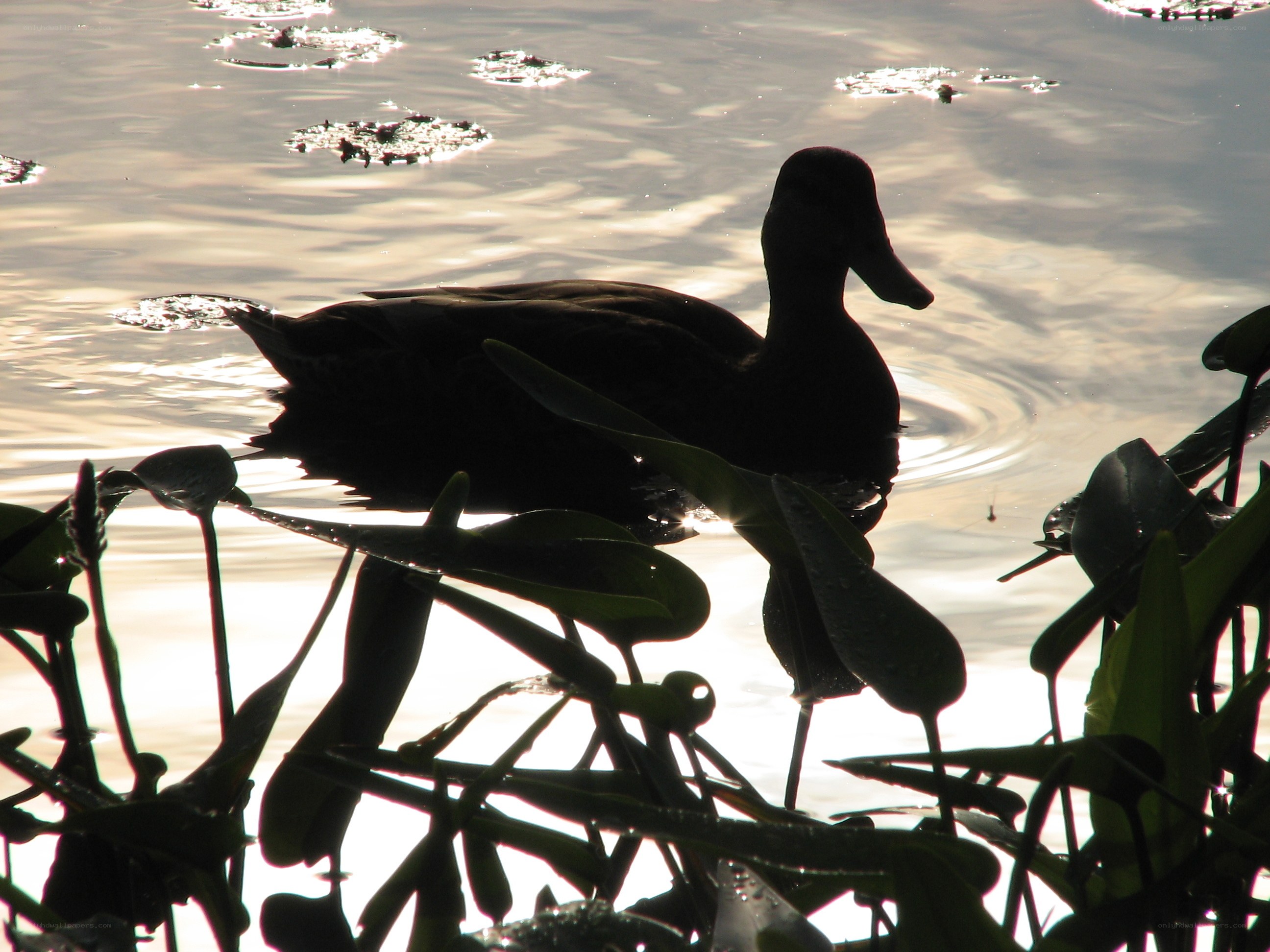 duck silhouetted on pond