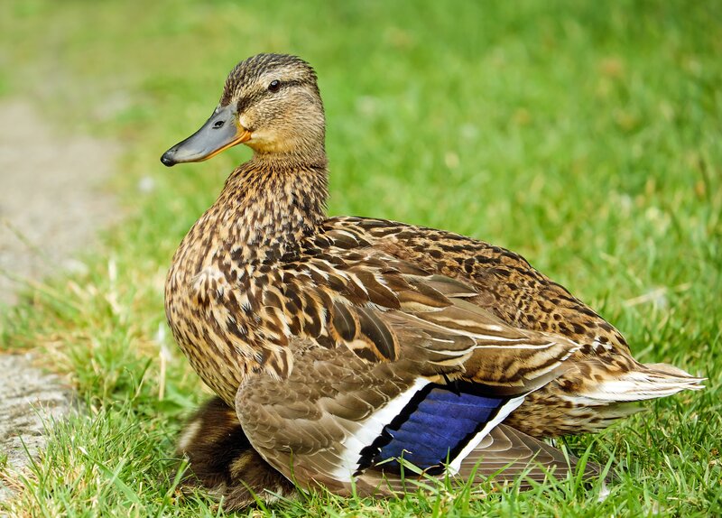 duck sitting on grass