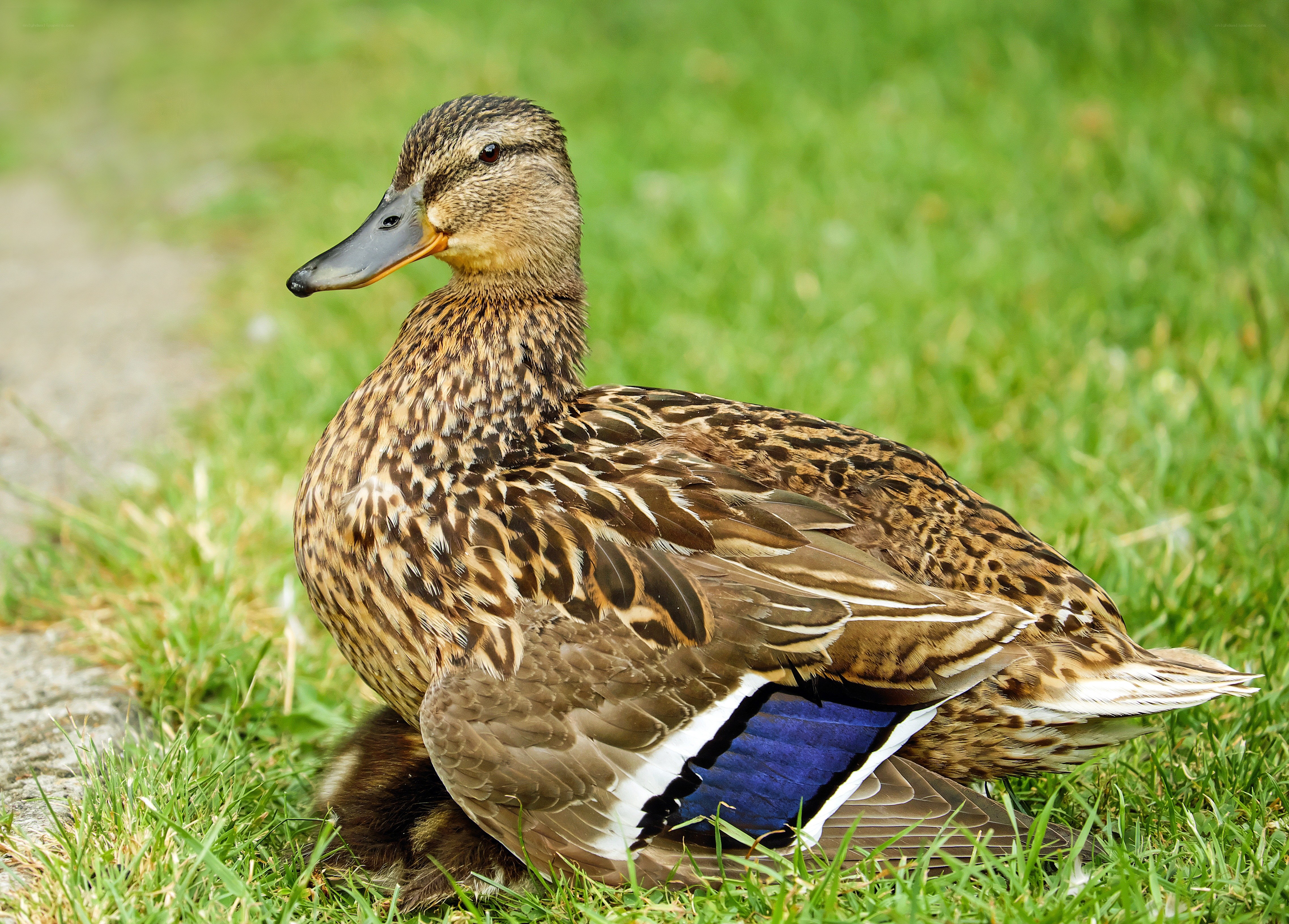 duck sitting on grass