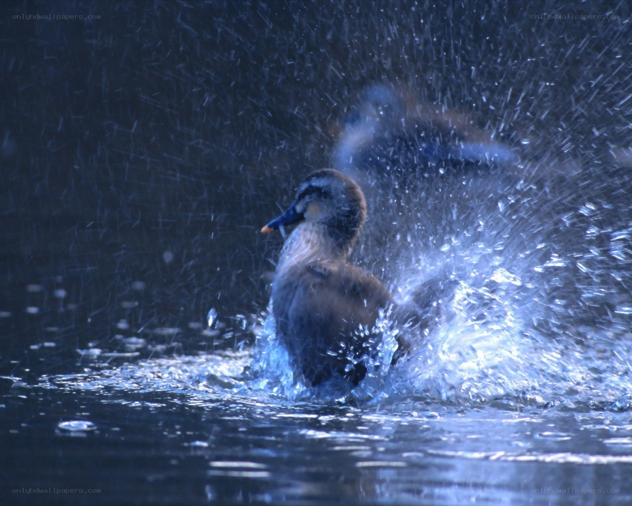 Duck splashing in water