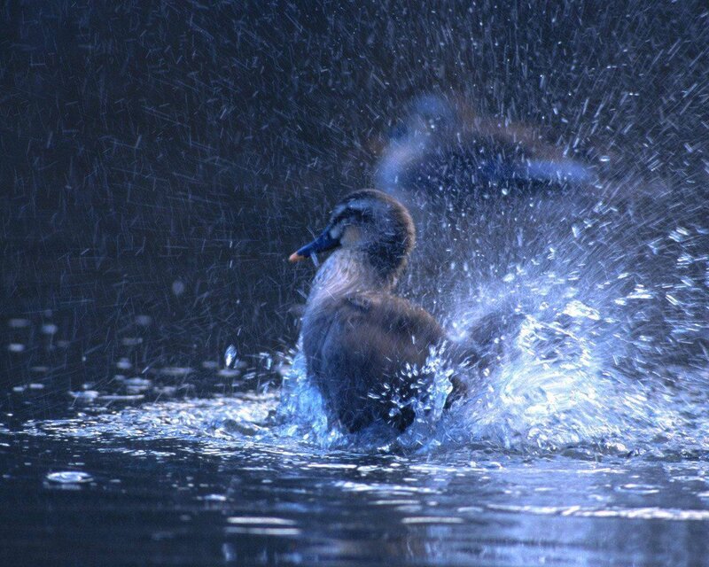 Duck splashing in water